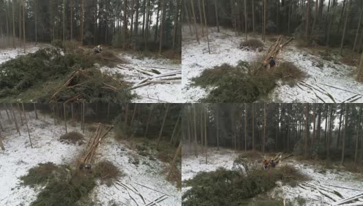 航拍:伐木工在砍伐倒下的树木，从云杉上砍下树枝高清在线视频素材下载