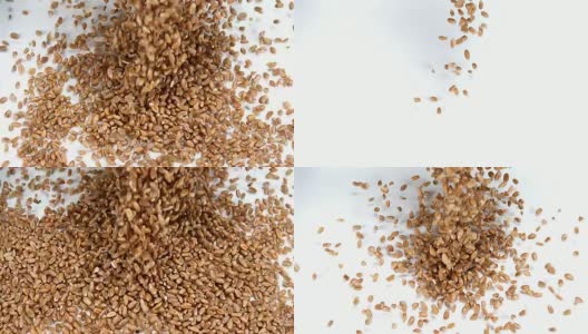 小麦，小麦在白色背景下坠落，慢镜头4k高清在线视频素材下载
