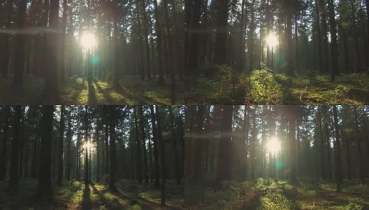 寂静的森林在春天明媚的阳光照耀下高清在线视频素材下载