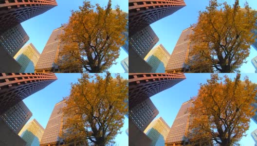 七彩树与建筑高清在线视频素材下载