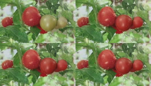 成熟的西红柿高清在线视频素材下载