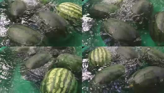 西瓜漂浮在水里高清在线视频素材下载