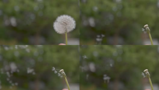 慢镜头:一个陌生人许了一个愿，吹走了蒲公英的花朵。高清在线视频素材下载