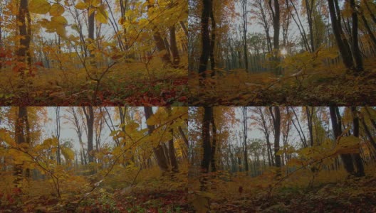 秋天的森林黎明。延时拍摄电动滑块。高清在线视频素材下载