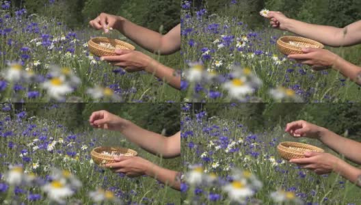 在夏季的田野里，草药师用手在玉米花间采摘雏菊。FullHD高清在线视频素材下载