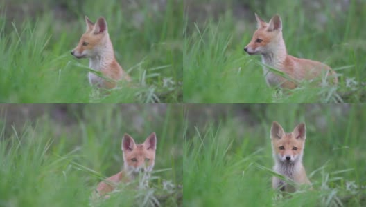 可爱的小红狐站在草地上看着镜头。Vulpes高清在线视频素材下载