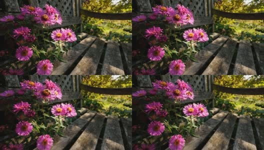 蜜蜂在阳光下爬在美丽的紫菀花上高清在线视频素材下载