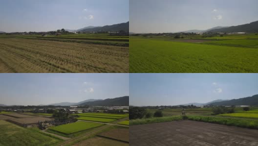 无人机镜头用巨大的联合收割机收割水稻高清在线视频素材下载
