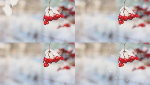 冬天雪下冻荚。雪中的荚蒾。第一场雪。美丽的冬天高清在线视频素材下载