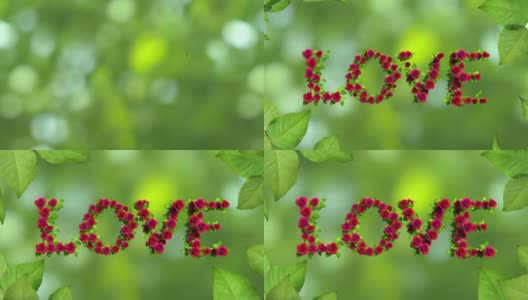 题词:在4K的绿色背景下，在红玫瑰中生长的爱情高清在线视频素材下载