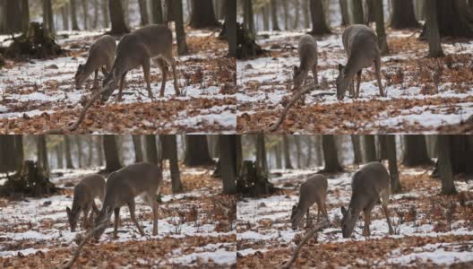 鹿。白尾鹿也被称为白尾鹿或弗吉尼亚鹿在冬天雪地上。高清在线视频素材下载