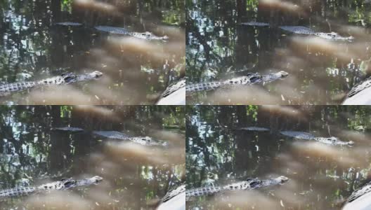 泰国曼谷的鳄鱼农场里的鳄鱼高清在线视频素材下载