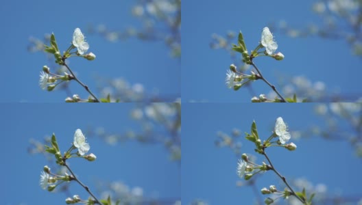 小白樱花在晴朗的天空下摇曳高清在线视频素材下载
