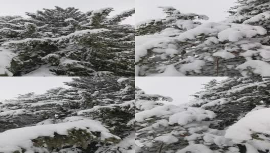 冬天的风景。山上的松树被厚厚的白雪覆盖的特写镜头。下雪。观点，环顾四周。高清在线视频素材下载
