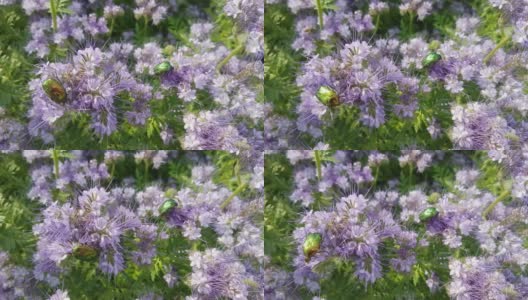 蜜蜂从盛开的紫堇上采集花蜜。绿甲虫以花为食高清在线视频素材下载