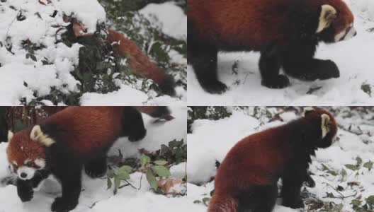 跟随小熊猫(Ailurus fulgens)在冬天的雪地里散步。高清在线视频素材下载