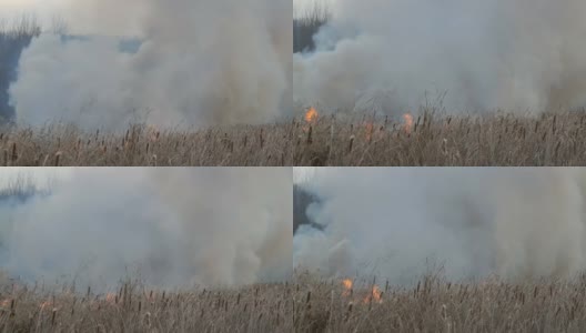 森林草原上野火冒出的浓烟。燃烧干草和灌木。被火焰燃烧的干芦苇高清在线视频素材下载