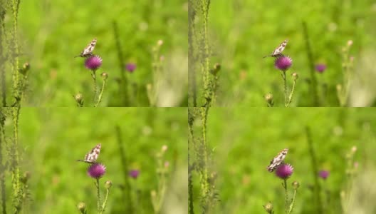 草地上紫色花朵上的蝴蝶，微距镜头，特写镜头高清在线视频素材下载