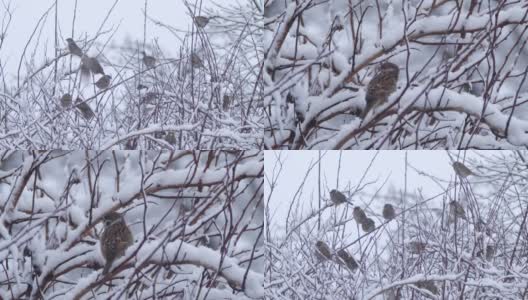 白俄罗斯冬天的家麻雀(Passer domesticus)高清在线视频素材下载
