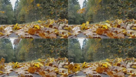 很多叶子从爱沙尼亚的枫树上掉下来高清在线视频素材下载