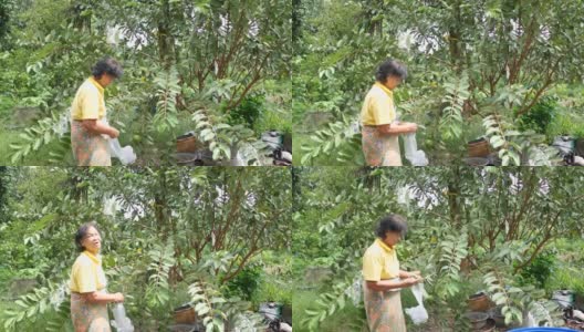 一位上了年纪的亚洲妇女用塑料袋把种植在她植株上的番石榴包起来，以防害虫高清在线视频素材下载