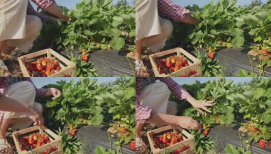 一个妇女在田里收割红草莓，特写高清在线视频素材下载