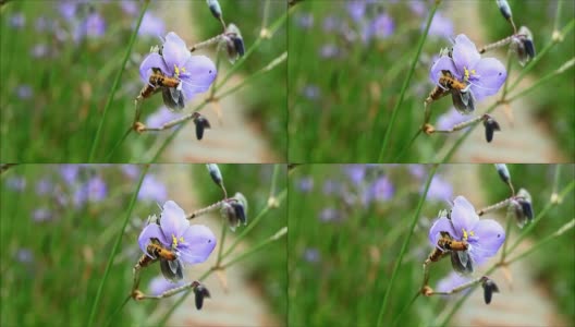 橙色毛虫在田野里吃紫色Murdannia Gigantea花的镜头高清在线视频素材下载