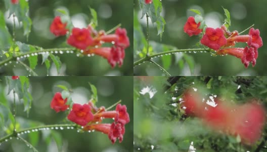 红色的花花园在夏天温暖的雨高清在线视频素材下载