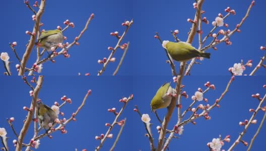 菲克斯，长镜头拍摄福冈市海岸线，桃池海滩。福冈塔和体育场在后面高清在线视频素材下载