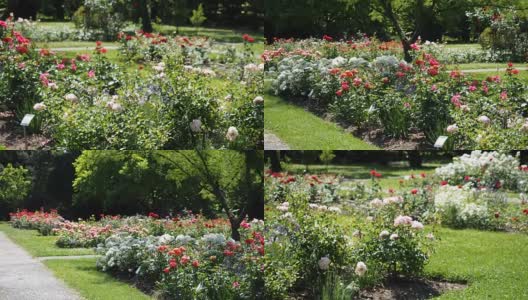 一个玫瑰花坛高清在线视频素材下载