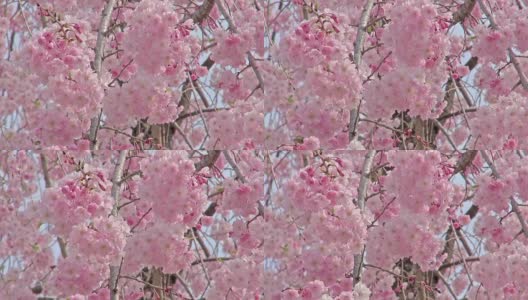 春景:粉红色的哭泣的樱花盛开高清在线视频素材下载
