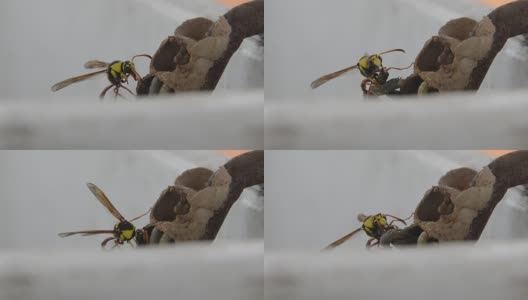 蜡蜂，拟蜂虻(膜翅目蜡蜂)高清在线视频素材下载