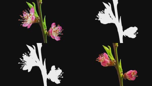 高清时间推移的葡萄园桃树花生长的黑色背景。盛开的花上色度键背景，剪下背景高清在线视频素材下载