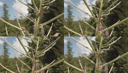 爱沙尼亚的一种红色甲虫在茎上爬行高清在线视频素材下载