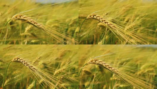 大麦茎秆在田间的特写高清在线视频素材下载