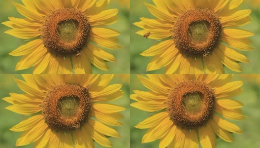 近距离蜜蜂在向日葵上高清在线视频素材下载