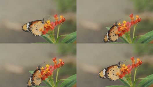 美丽的蝴蝶喝花蜜高清在线视频素材下载