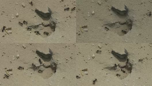 沙漠蚂蚁正忙着在沙地上工作高清在线视频素材下载