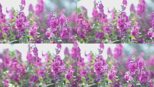 美丽的紫花盛开高清在线视频素材下载