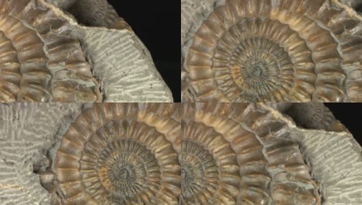 宏观摄影:黑色的侏罗纪菊石高清在线视频素材下载