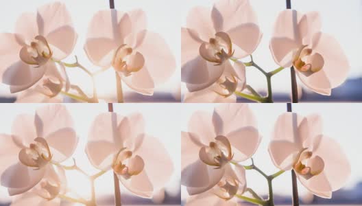 粉红色的兰花盛开，鲜艳夺目高清在线视频素材下载