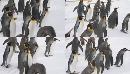 一群企鹅在散步高清在线视频素材下载