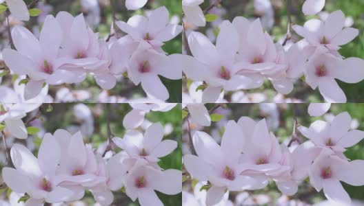 特写木兰花粉红色盛开的木兰花白色花瓣上的枝头高清在线视频素材下载
