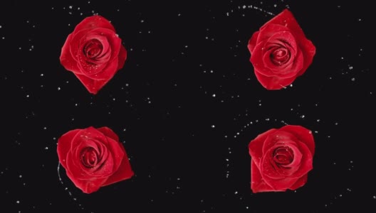 玫瑰花瓣和水滴在慢镜头中旋转和爆炸高清在线视频素材下载