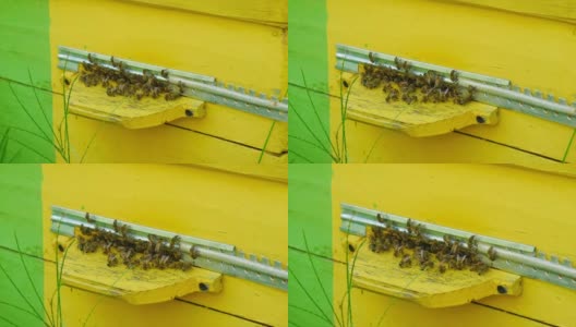 蜜蜂飞进蜂巢。有选择性的重点。大自然。高清在线视频素材下载