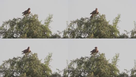 博内利的鹰站在树上高清在线视频素材下载