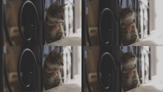小花斑猫坐在床上。高质量的电影镜头。高清在线视频素材下载