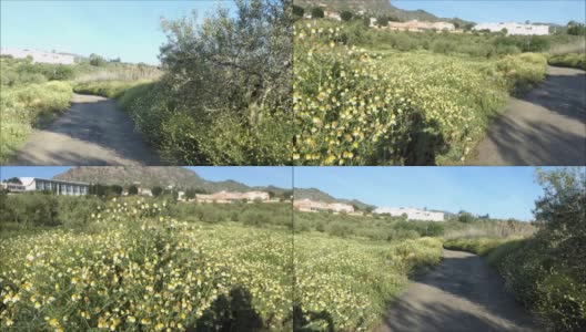 橄榄树和野雏菊。高清在线视频素材下载