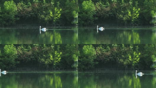 优雅的白色孤独的天鹅在河的上游高清在线视频素材下载
