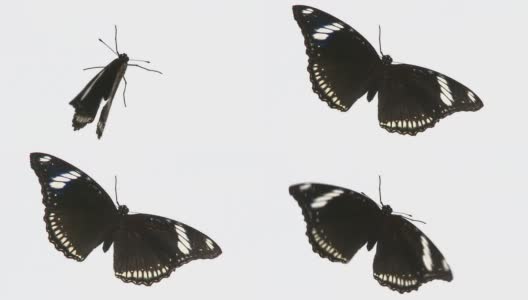 黑色的蝴蝶。高清在线视频素材下载